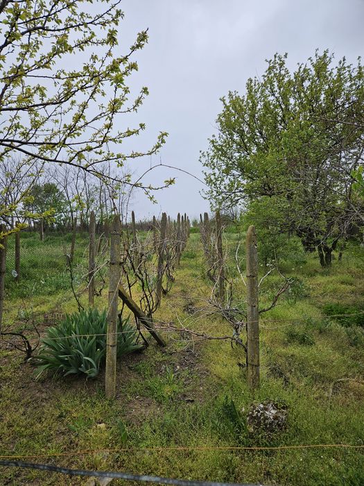 Продава се Къща в с. Професор Иширково, Област Силистра - 90 кв.м за 329 €/кв.м - Снимка #5