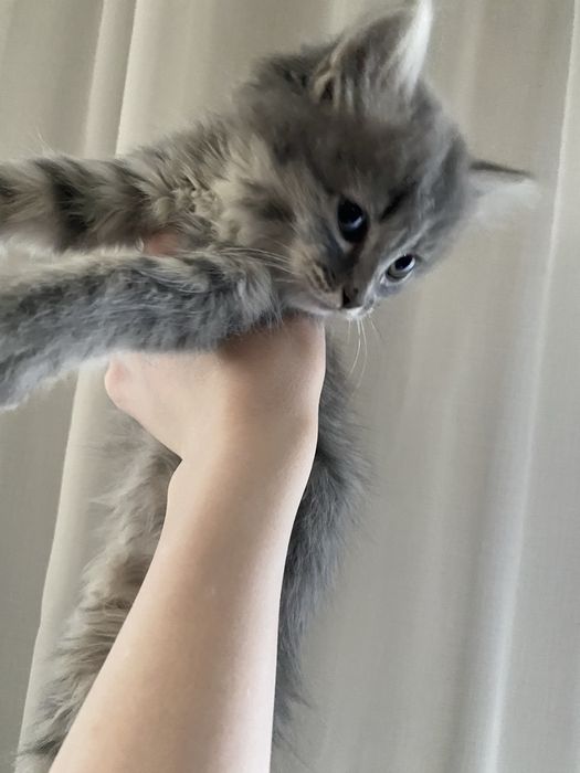 продам котят, вислоухие шотладцы