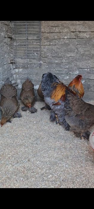 Oua Brahma potarnichiu