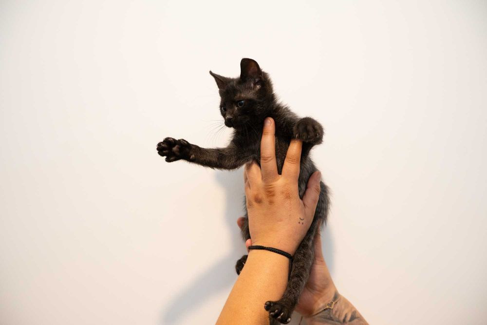 Мъжко Коте Търси Дом