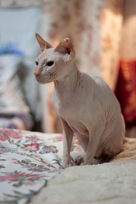 Котик сфинкс в добрые руки