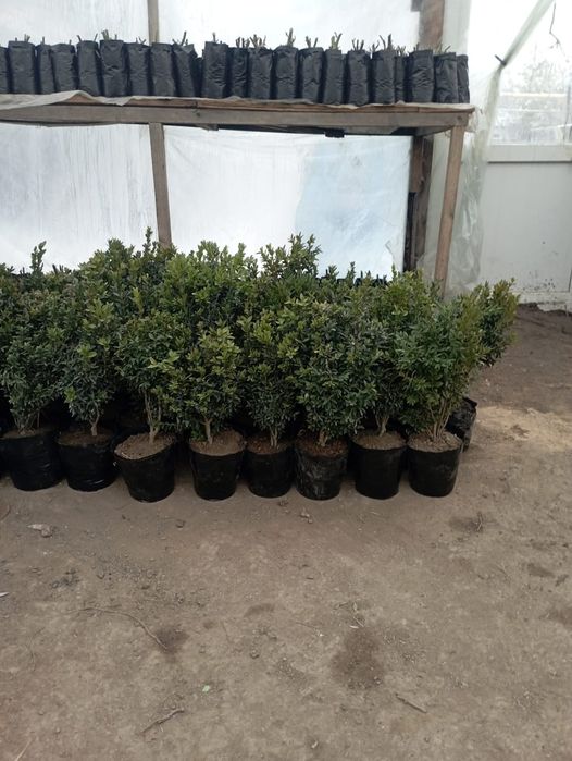 саженцы көшеттері