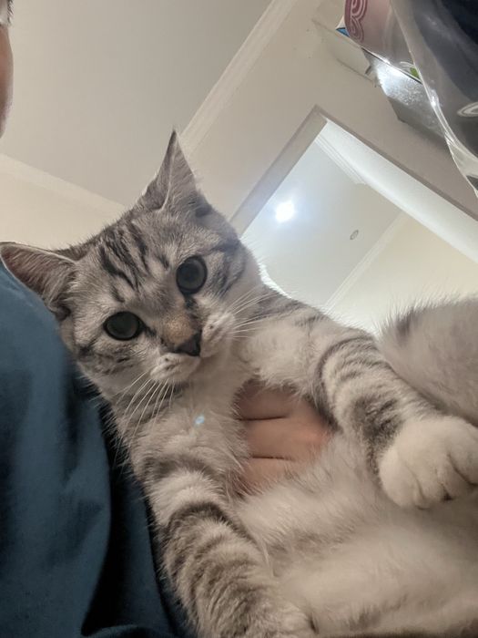 Мысык жогалд Жанаозен