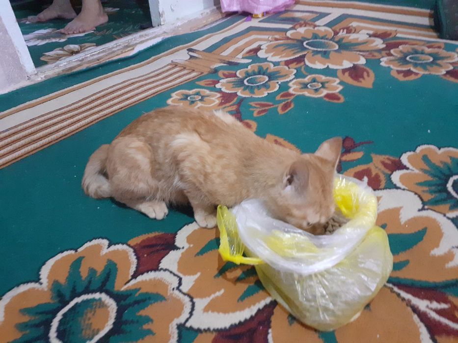 Мушук уй хайвони