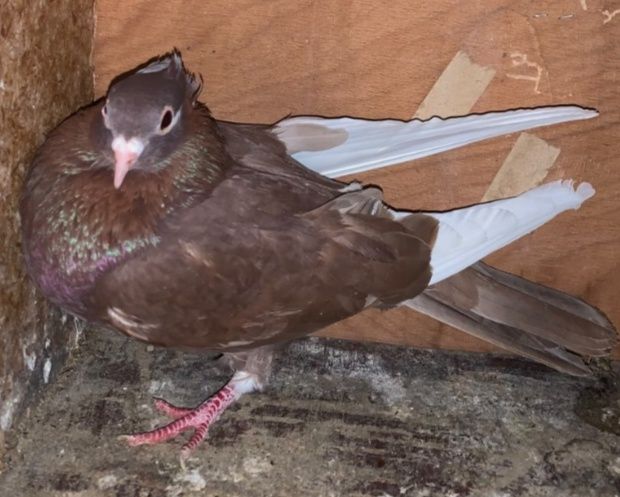 Vând porumbei ornament