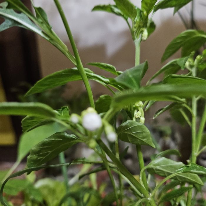 Перчики Халапеньо