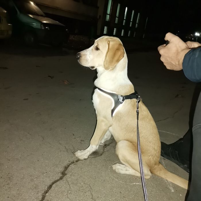 Подарявам  домашен любимец