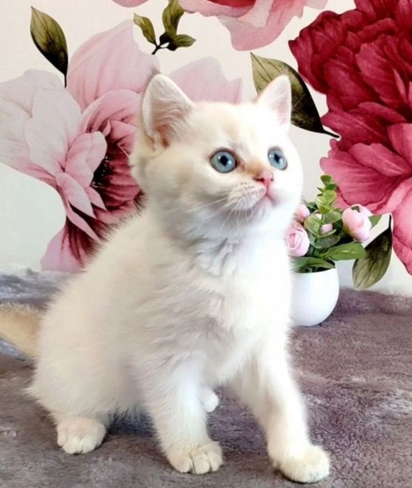 Шиншиллки шотландские котята