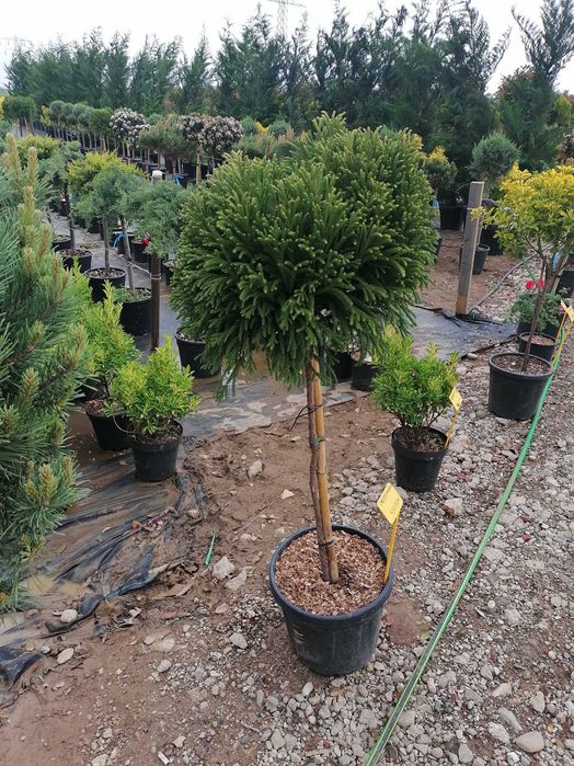 Vând tuia leylandi chiparos, magnolie, palmieri, gazon, mesteacăn