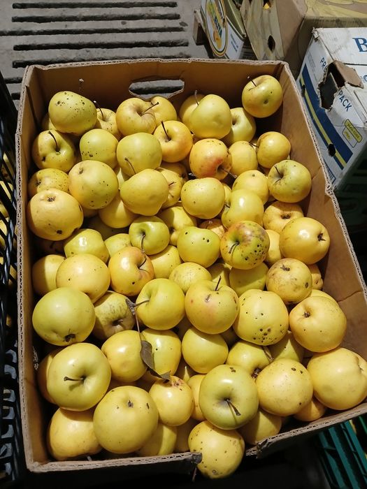 Mere golden de vanzare