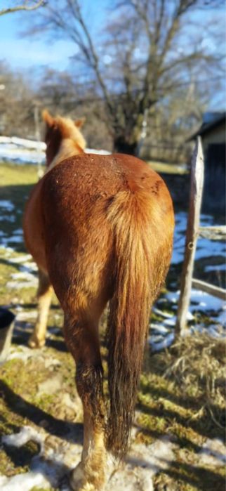 Vând cal de 5 ani cuminte