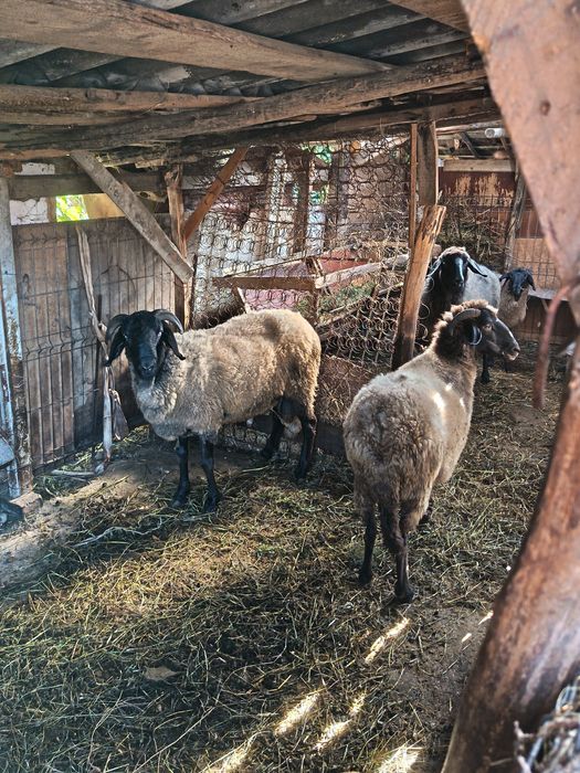 Oi carabaci de vânzare