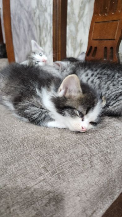 Котята отдам бесплатно в добрые руки