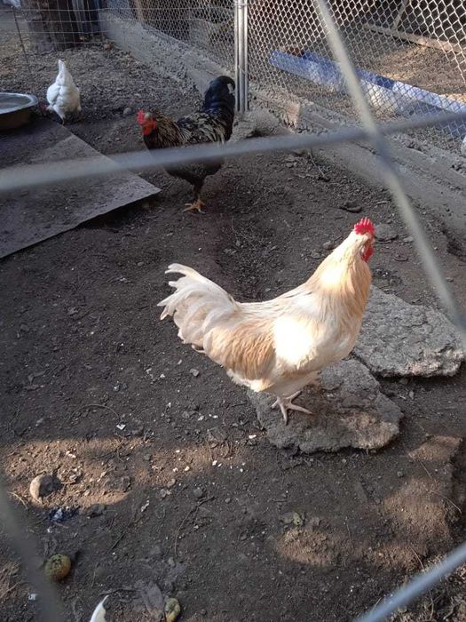 Петухи домашние молодые