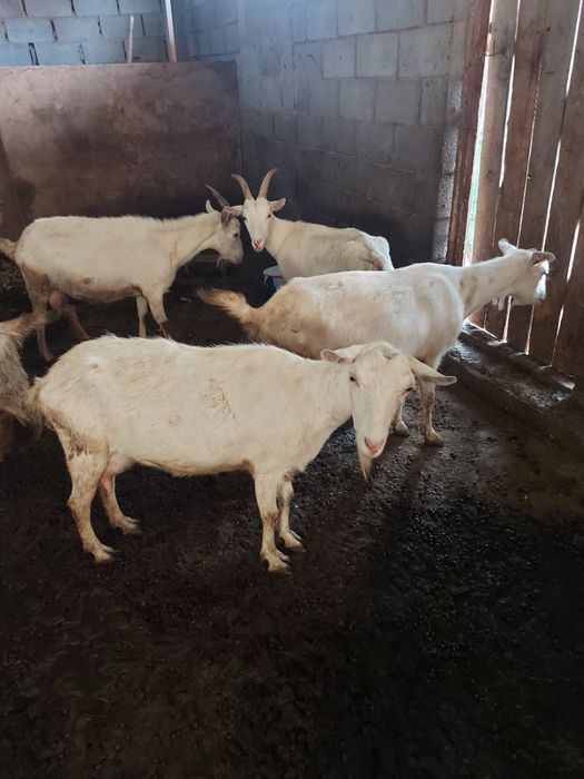 Козье молоко