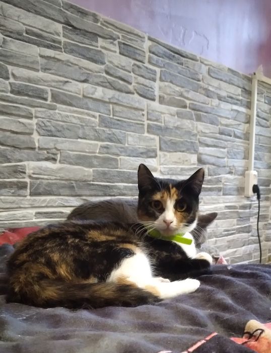 Две красотки в поисках дома!!