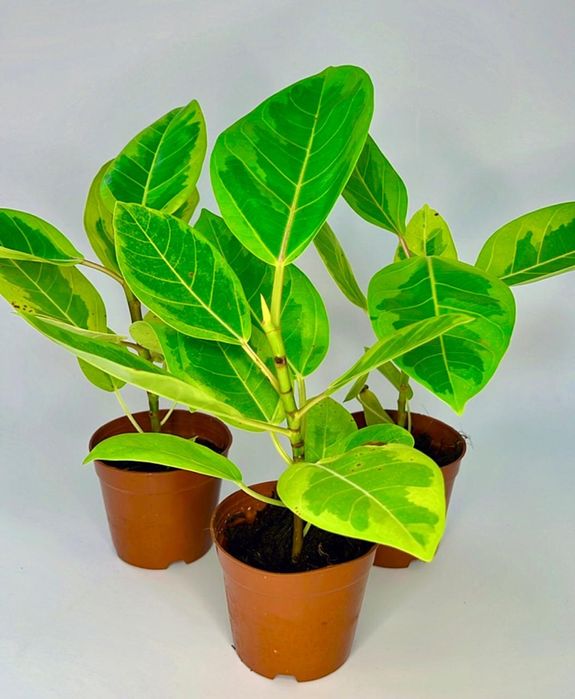 Фикус Альтиссима Вариегата 3500