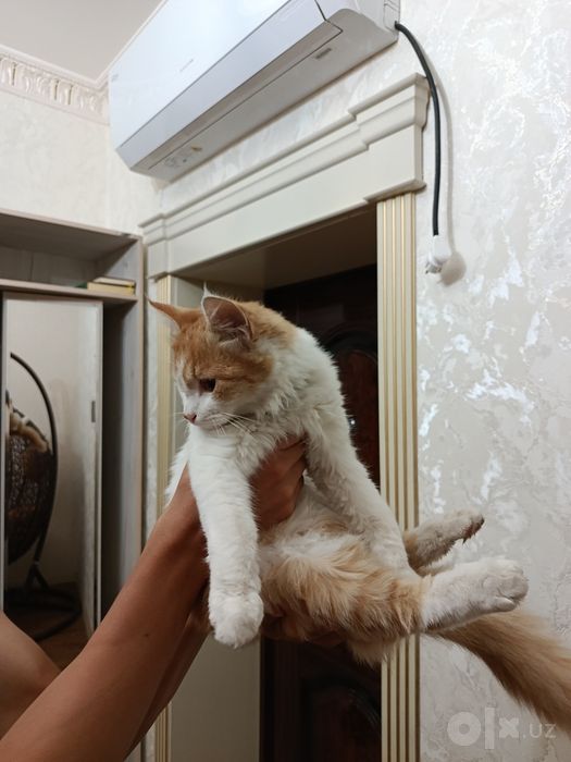 Пародистый кот отдам