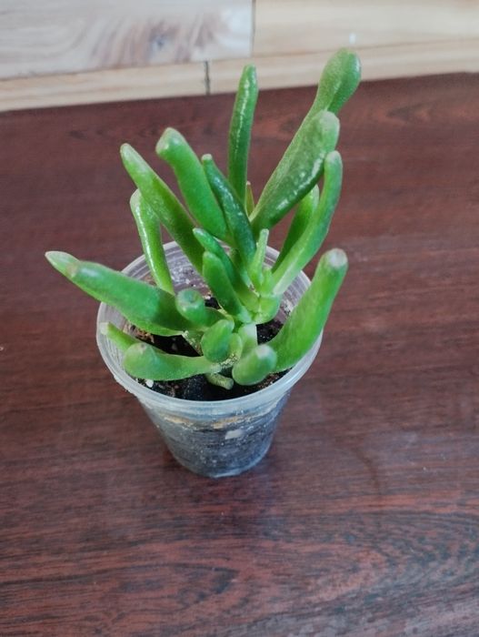 Продаю комнатные цветы