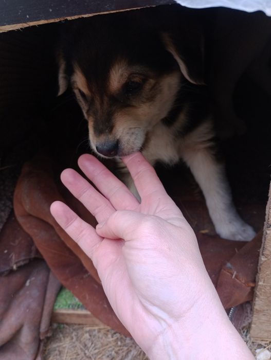 Щенки отдам в добрые руки