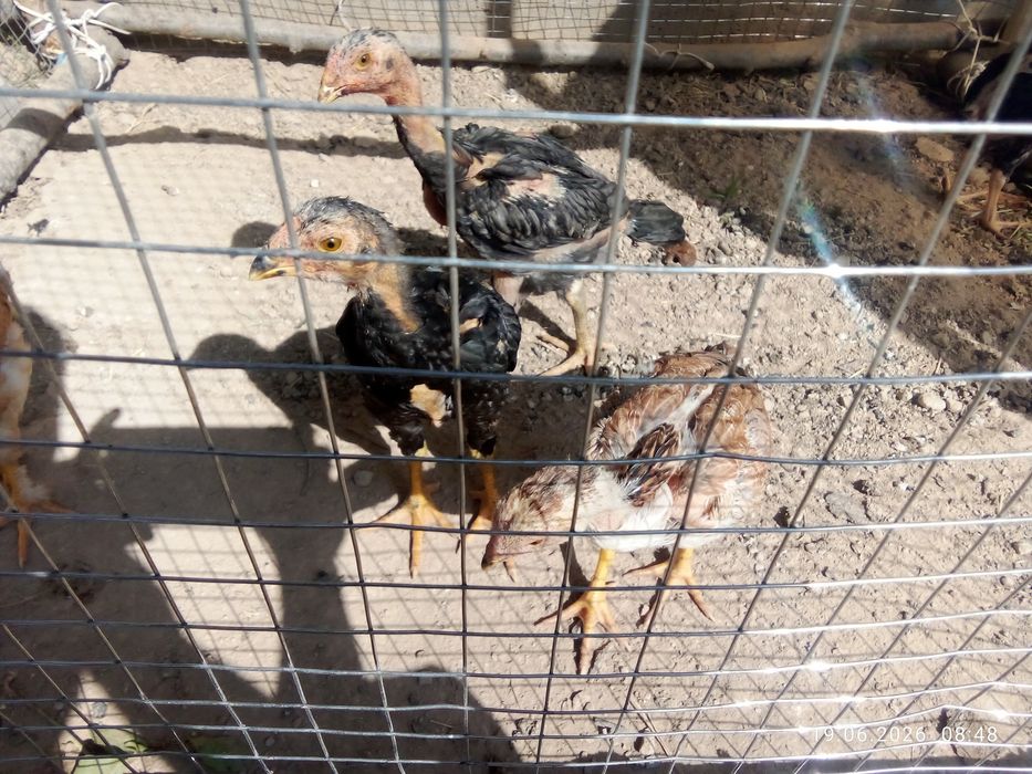Dakang jojalar sotiladi