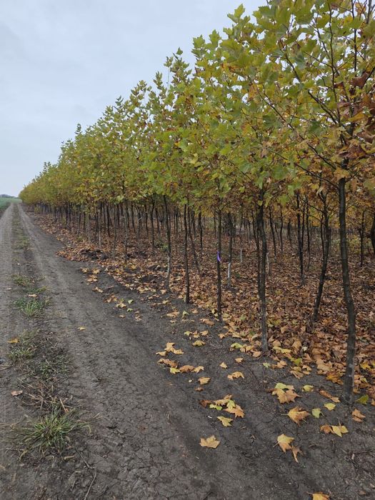 Platan acerifolia toate dimensiunile (marimile)