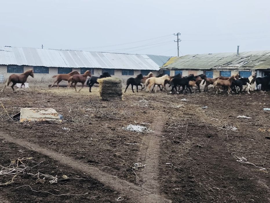 Продам лошадей 50 голов