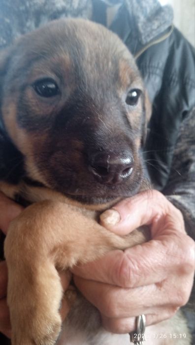 Щенок мальчик 3  месяца