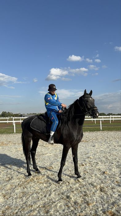 Орловский жеребец