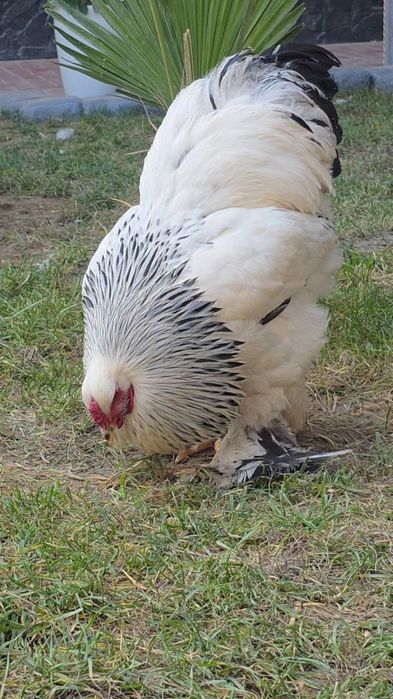 Brama tovuq tuxumi va joʻjasi sotiladi. Qoni va zoti tozasi.