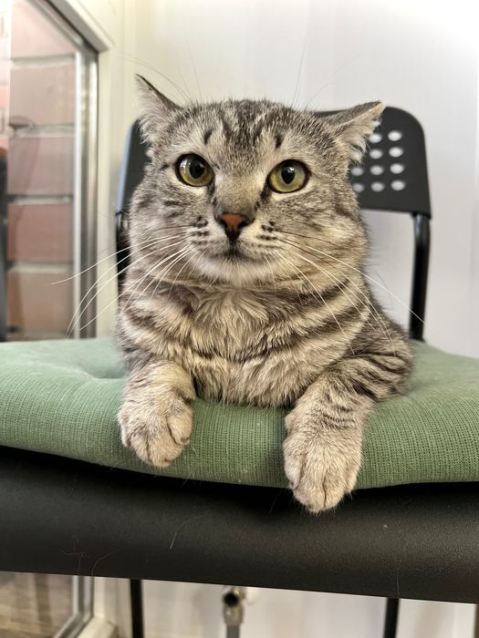 Крошечный котик мини-барс Рафаэль