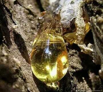 Продам   Пихтовая живица