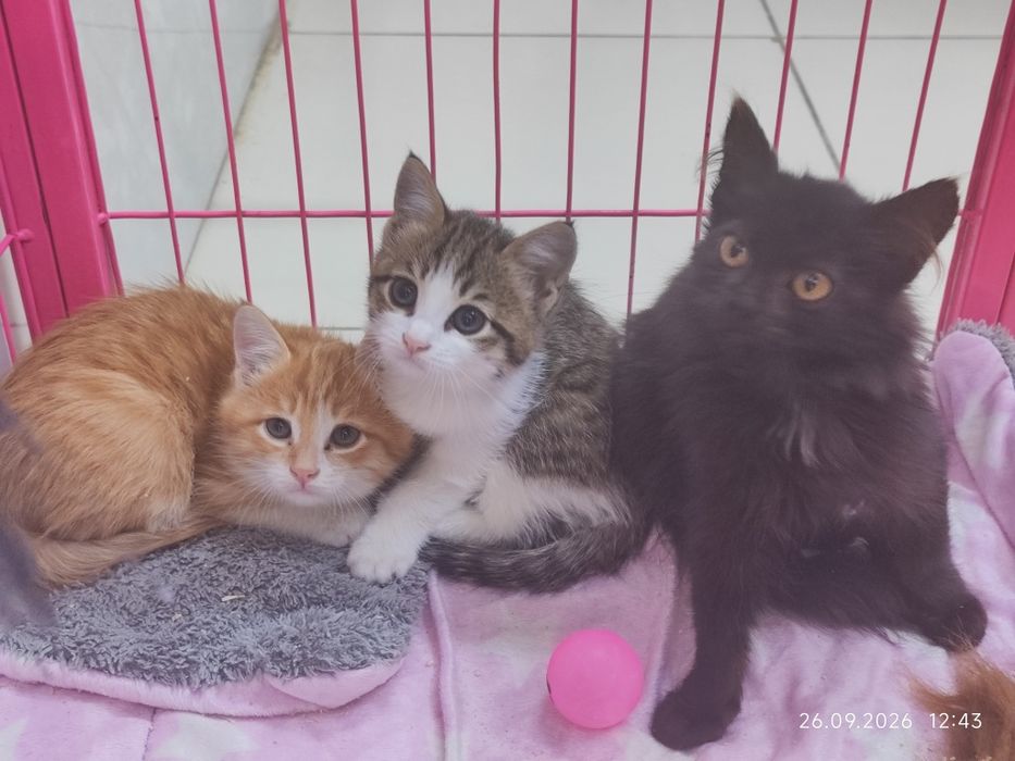 Отдам котят в добрые руки