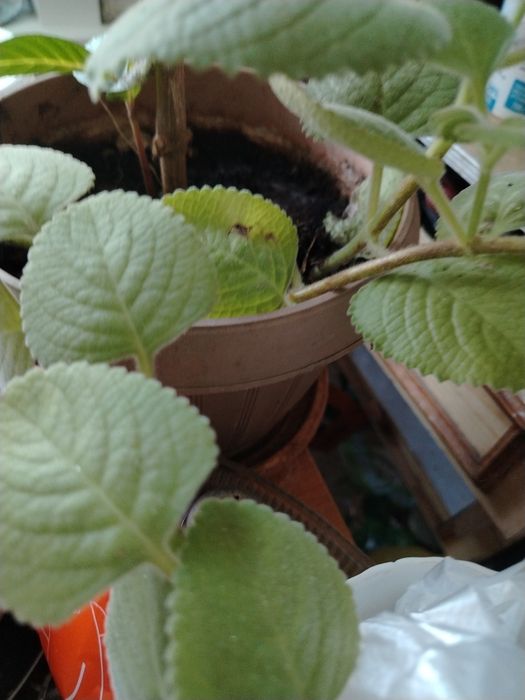 Цветок комнатный мята