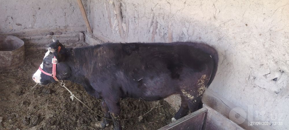 Швет она бола сигир 47 млн