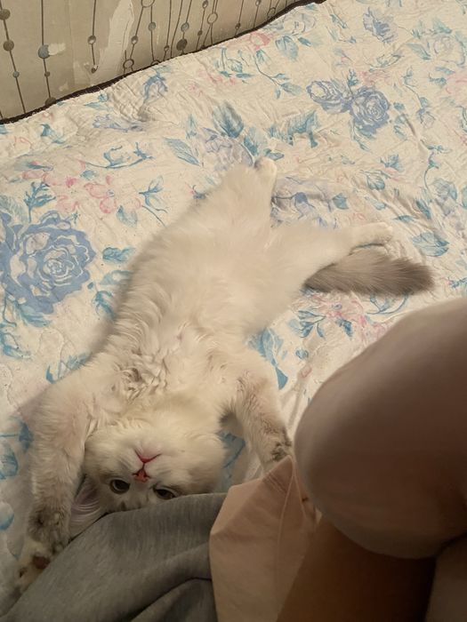 Котик , даром , 8месяцев