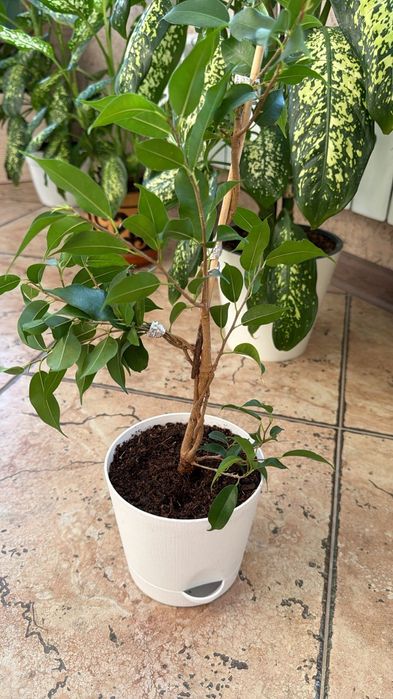 Цветы,  комнатные растения