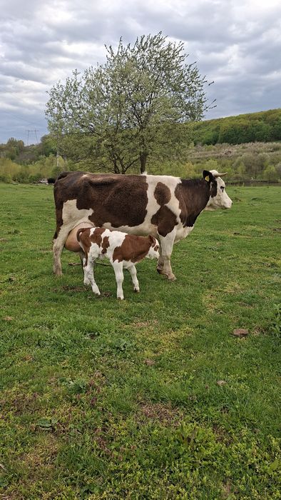 Vaca cu vitel  Vand / Schimb