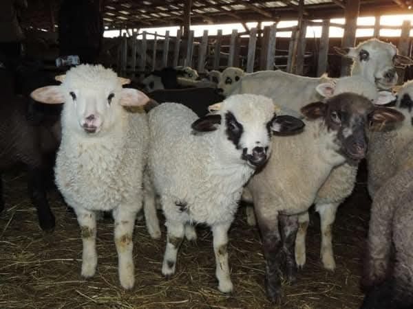 Miei  de vanzare pentru Paște