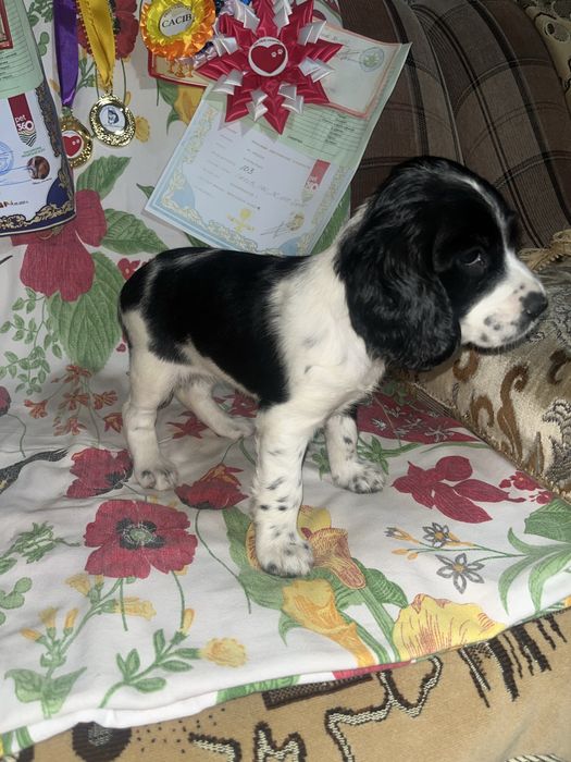 Русский охотничий спаниель