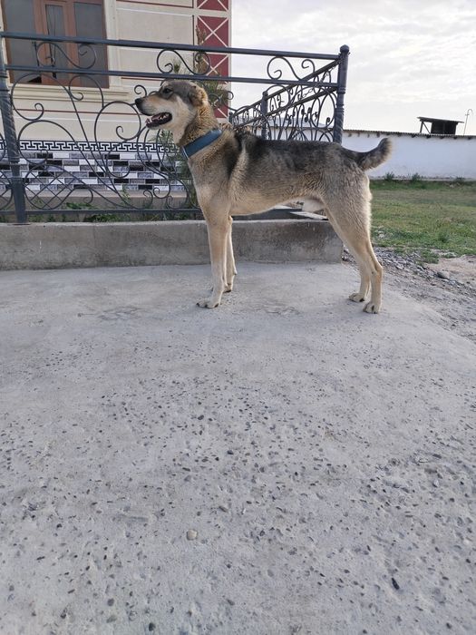 Qashqadaryo viloyati it sotiladi