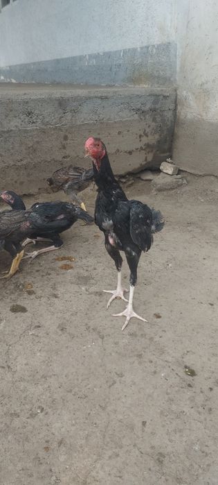 Джужа 25 декабря  3месяц крупный