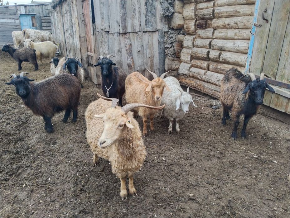 Продаются козы!!!