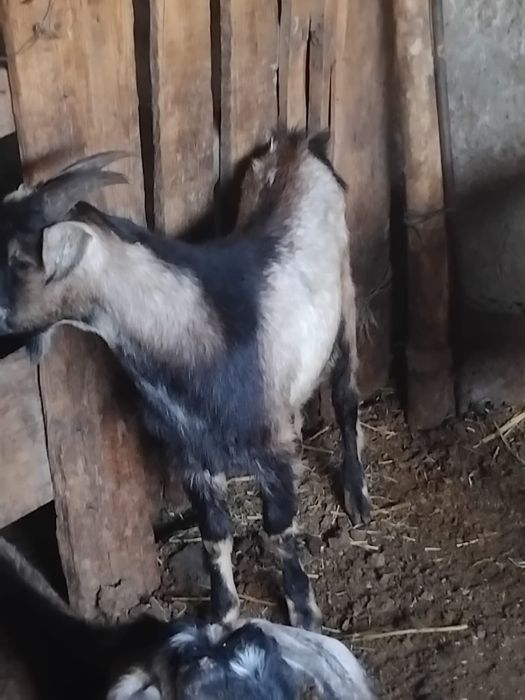 Продам козлов на откорме