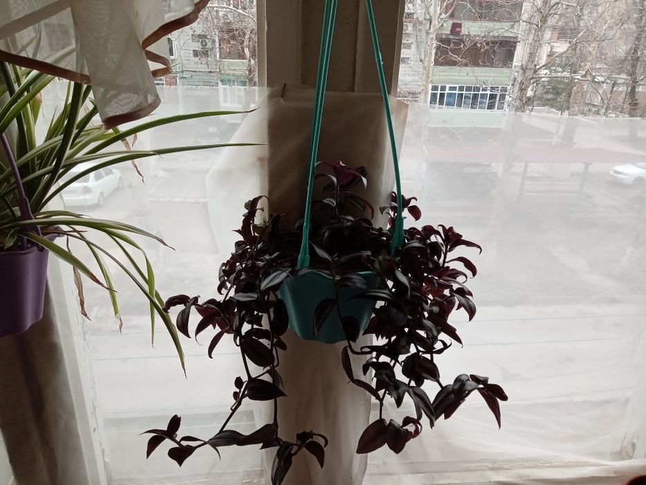 Живое украшение интерьера — фиолетовая традесканция в подвесном кашпо