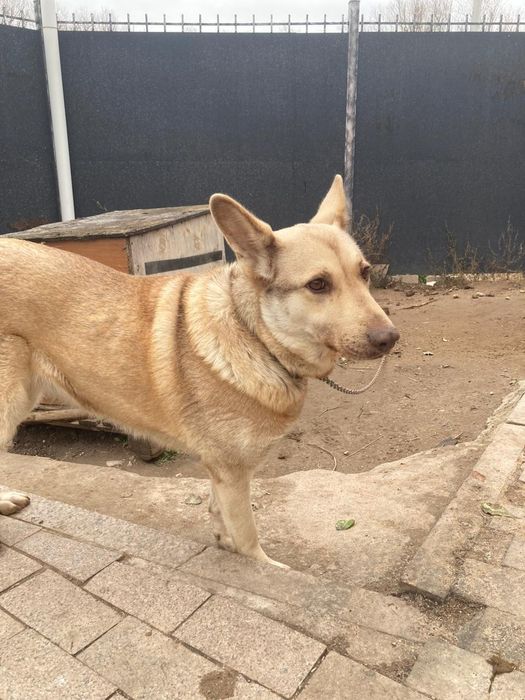 Отдам даром в хорошие руки