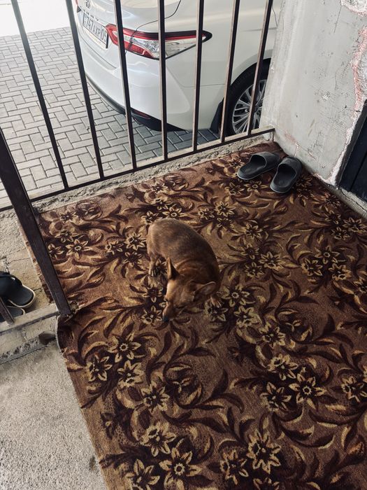 Чихуахуа  собака