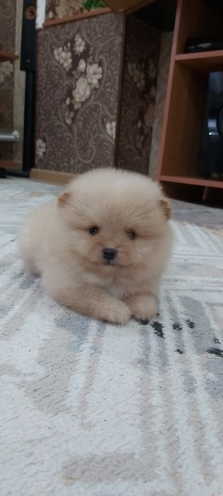 Шпиц кремовый мальчик