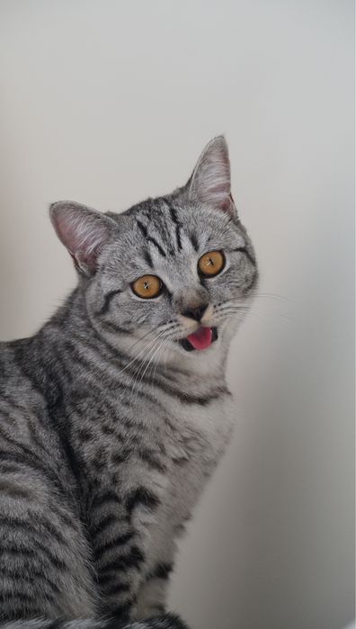 Отдам скоттиш страйт в добрые руки