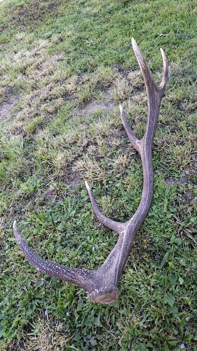 Еленски рог единичен